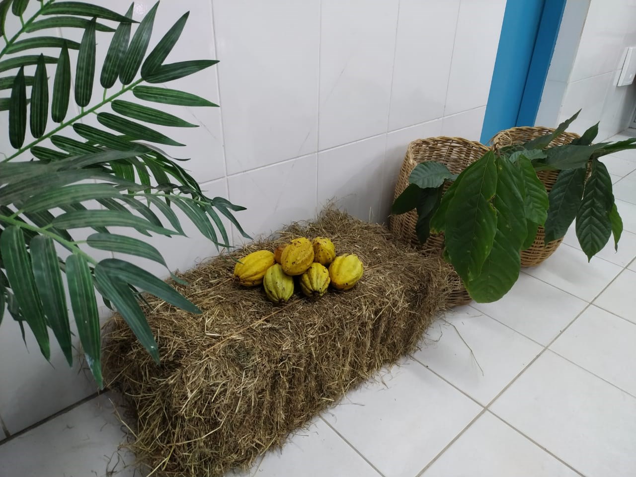 Camacã: NASF comemora aniversário da cidade com Projeto em Postos de Saúde